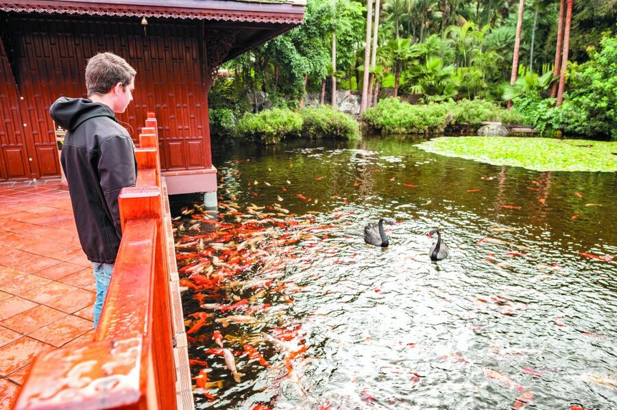 From South Tenerife: Loro Park Zoo Ticket & Hotel Transfers - Dolphin and Sea Lion Stops, Plus Birds in Katandra TreeTops