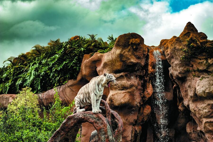 From South Tenerife: Loro Park Zoo Ticket & Hotel Transfers - What Else You Might Catch Between the Big Shows