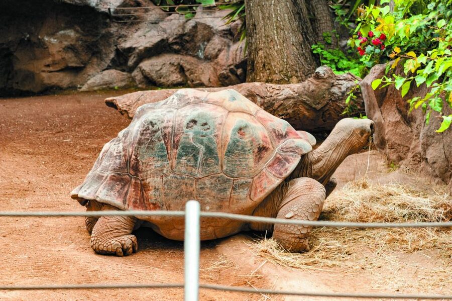 From South Tenerife: Loro Park Zoo Ticket & Hotel Transfers - Timing and Value: Is This Worth $75?