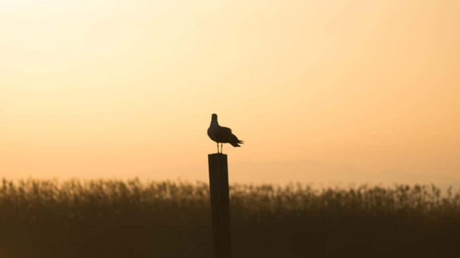 From Valencia: Albufera Natural Park Eco Boat Tour & Sunset - Key points