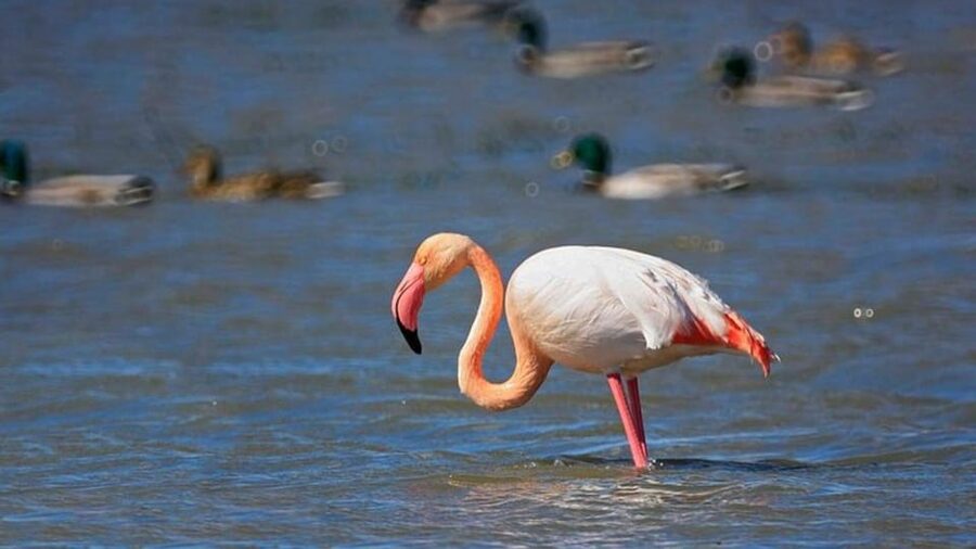 From Valencia: Albufera Natural Park Eco Boat Tour & Sunset - Who this tour is best for