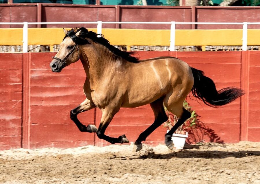 Fuengirola: Spanish Horse Show with Optional Dinner/Flamenco - Price and Value: How $41 Fits (Best With Full exp.)