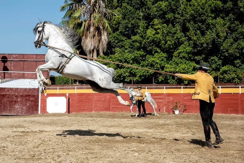 Fuengirola: Spanish Horse Show with Optional Dinner/Flamenco - Getting There From Fuengirola: Bus Stops and Timing That Matter