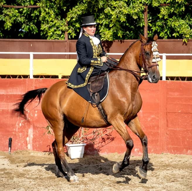 Fuengirola: Spanish Horse Show with Optional Dinner/Flamenco - Who Should Book This Evening (And Who Might Skip)