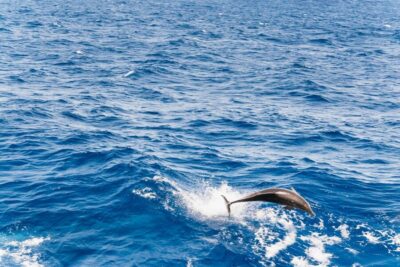Glass Bottom Boat Cruise with Lunch & Drinks
