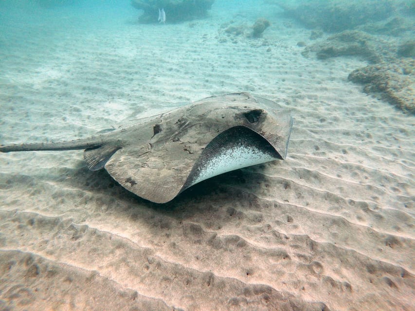 Fuerteventura: Introduction to Scuba Diving - Marine Life Highlights at La Lajita