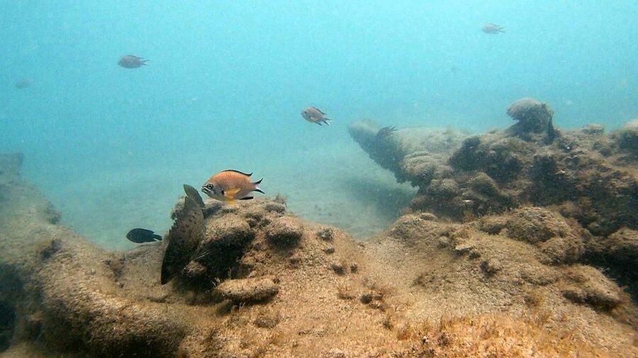 Fuerteventura: Introduction to Scuba Diving - Photos and Video Add-Ons: What They Cost and Why It’s Popular
