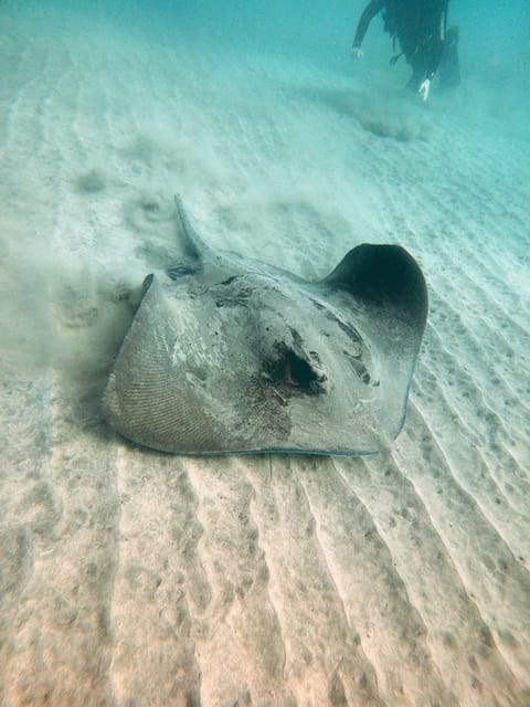 Fuerteventura: Introduction to Scuba Diving - Price Value: Is $100 a Good Deal for This Format?