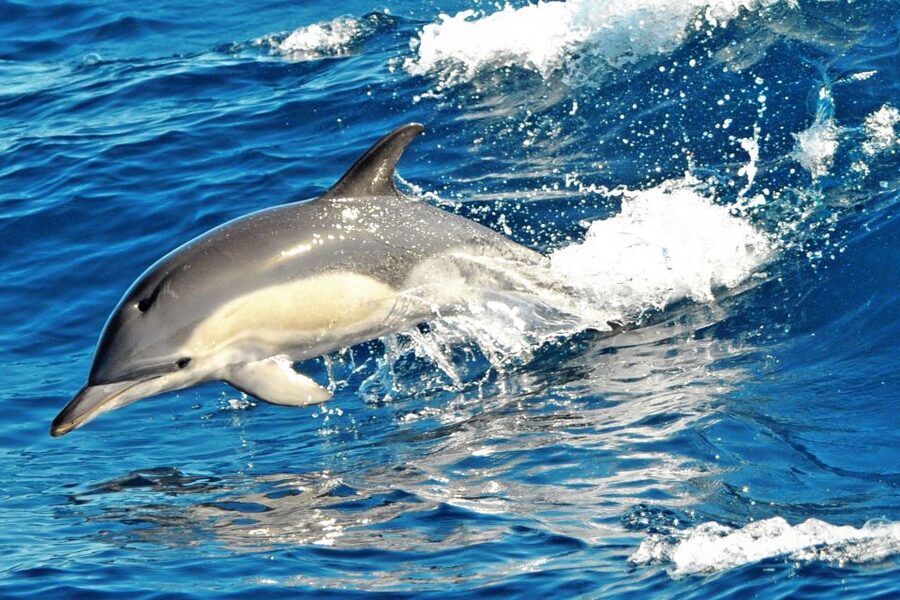Fuerteventura: Magic Catamaran Trip with Food and Drinks - Pricing and value: why $91 feels fair for this mix