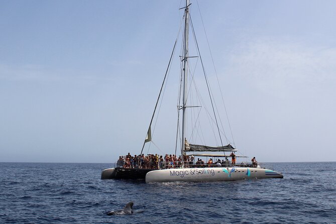 Fuerteventura: Magic Select Catamaran Trip with Food & Drinks - Dolphins and whales: setting the right expectations without killing the magic