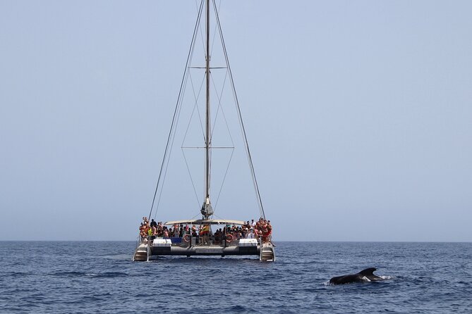Fuerteventura: Magic Select Catamaran Trip with Food & Drinks - Pickup in Costa Calma, Esquinzo, and Jandía: timing and how not to miss the boat