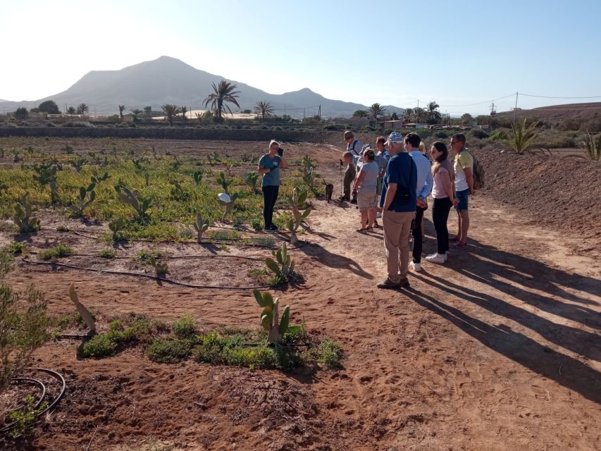Fuerteventura: Tapas and Local Life Guided Tour - Two long guided finca stops, where the day earns its title