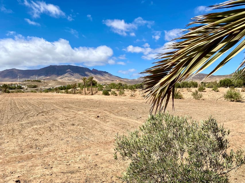 Fuerteventura: Tapas and Local Life Guided Tour - Cactus fruit, prickly pear jam, and local marmalades