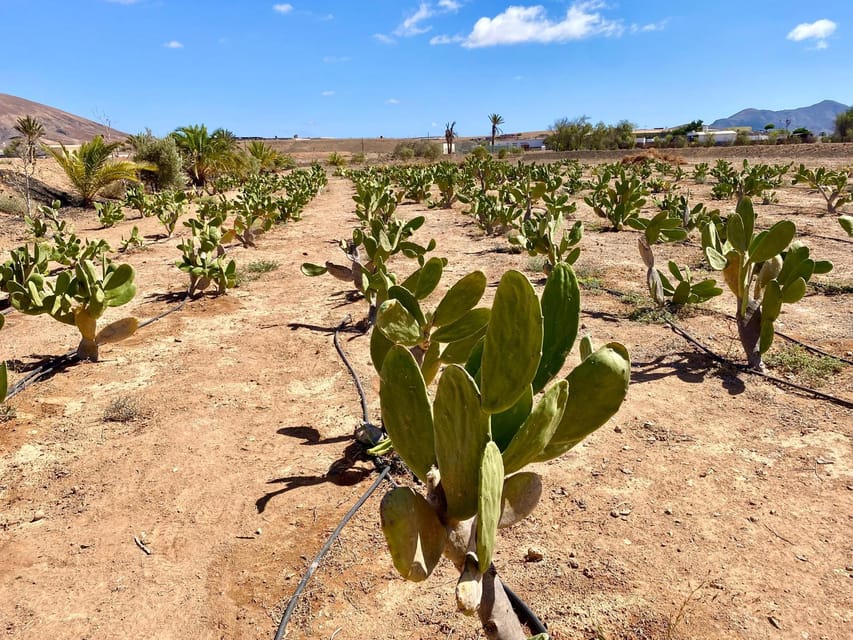Fuerteventura: Tapas and Local Life Guided Tour - Olive farm and extra virgin olive oil tasting, with a real-world harvest note