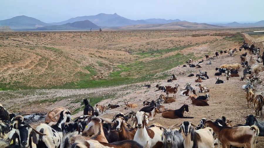 Fuerteventura: Tapas and Local Life Guided Tour - Majorero goats and award-winning cheese, paired with red wine