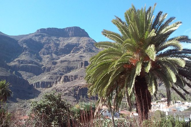 Full Day Across the Island Tour from Las Palmas - Why This Las Palmas Across-the-Island Tour Feels Like Good Value