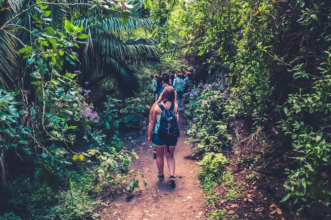 Full Day Rainforest Tour with Tasting and Swimming Time ツ - Key highlights worth knowing before you go