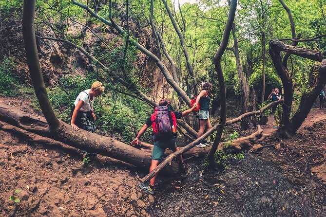 Full Day Rainforest Tour with Tasting and Swimming Time ツ - Barranco de Azuaje laurel forest hike: what to expect on the ground