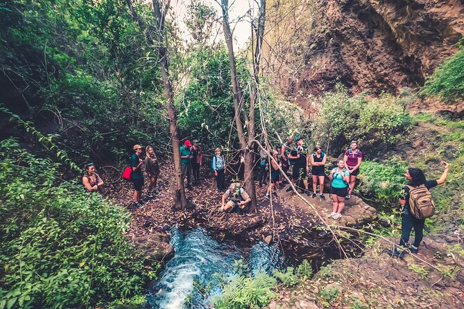 Full Day Rainforest Tour with Tasting and Swimming Time ツ - Firgas, the City of Water: a quick stop with useful context