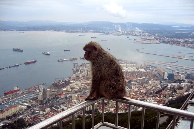 Gibraltar Express: Sightseeing Full Day Tour from Costa del Sol - Main Street Free Time: Lunch Options and British-Style Shopping