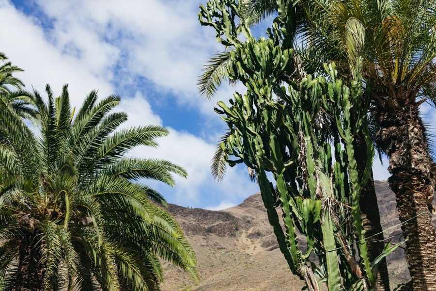 Gran Canaria: Camel Ride Safari w/ Optional Food & Transport - Optional tapas with drinks: a farm-to-table meal served like a small exhibit