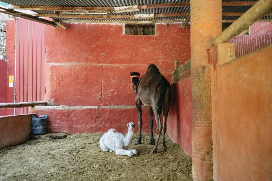 Gran Canaria: Camel Ride Safari w/ Optional Food & Transport - Final verdict: should you book this Gran Canaria camel safari with tapas and transport?