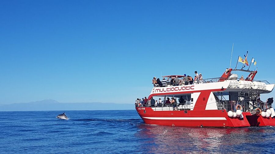Gran Canaria: Dolphin and Whale Watching Cruise - Key things to know before you go