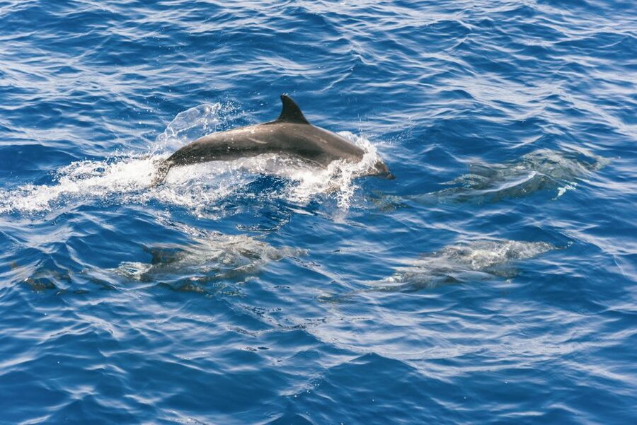 Gran Canaria: Dolphin and Whale Watching Cruise - Timing tips so you do not waste the day waiting in frustration