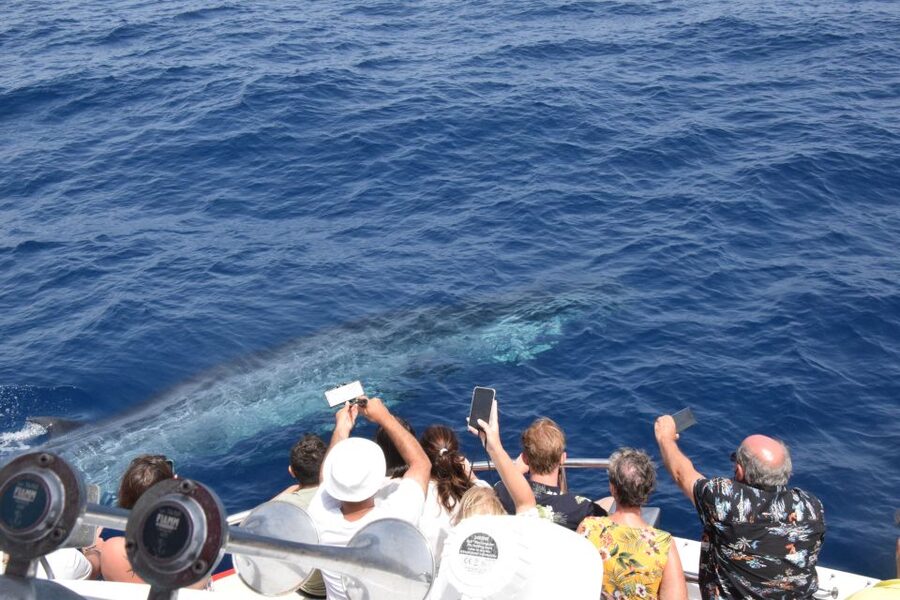 Gran Canaria: Dolphin and Whale Watching Cruise - A boat ride built around real-life dolphin and whale spotting