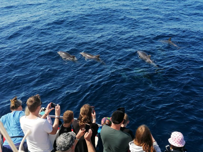 Gran Canaria: Dolphin and Whale Watching Cruise - Dolphins you might see: species names you can remember for your photos