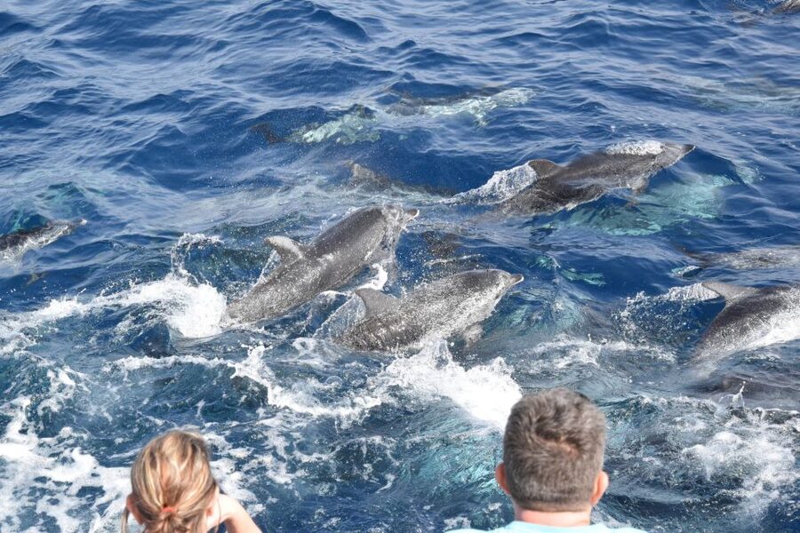 Gran Canaria: Dolphin and Whale Watching Cruise - Comfort on board, cash bar reality, and the small things that matter