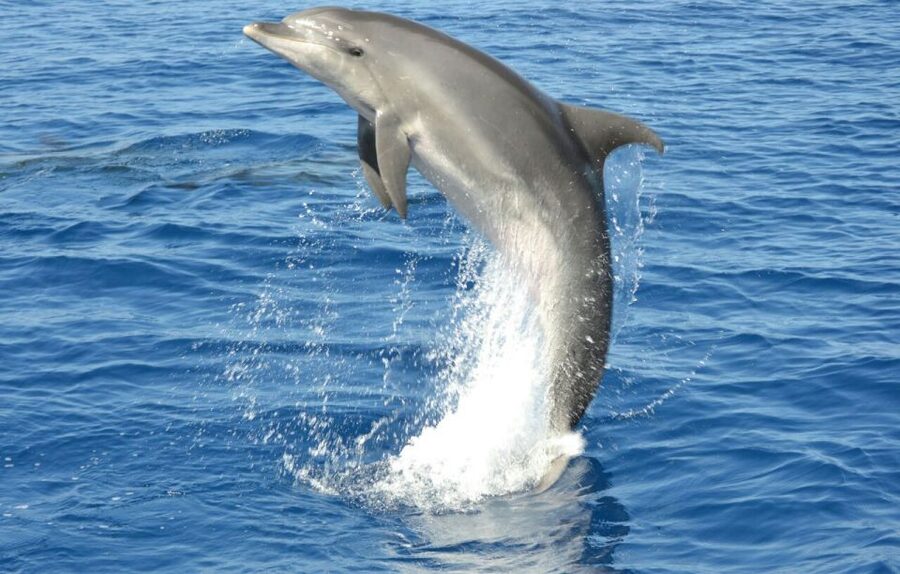 Gran Canaria: Dolphin and Whale Watching Cruise - Guides who help you see more, not just talk more