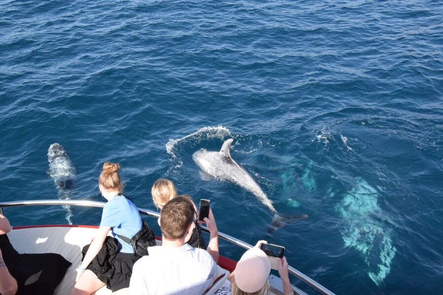 Gran Canaria: Dolphin and Whale Watching Cruise - Who this cruise suits best, and who should choose another option
