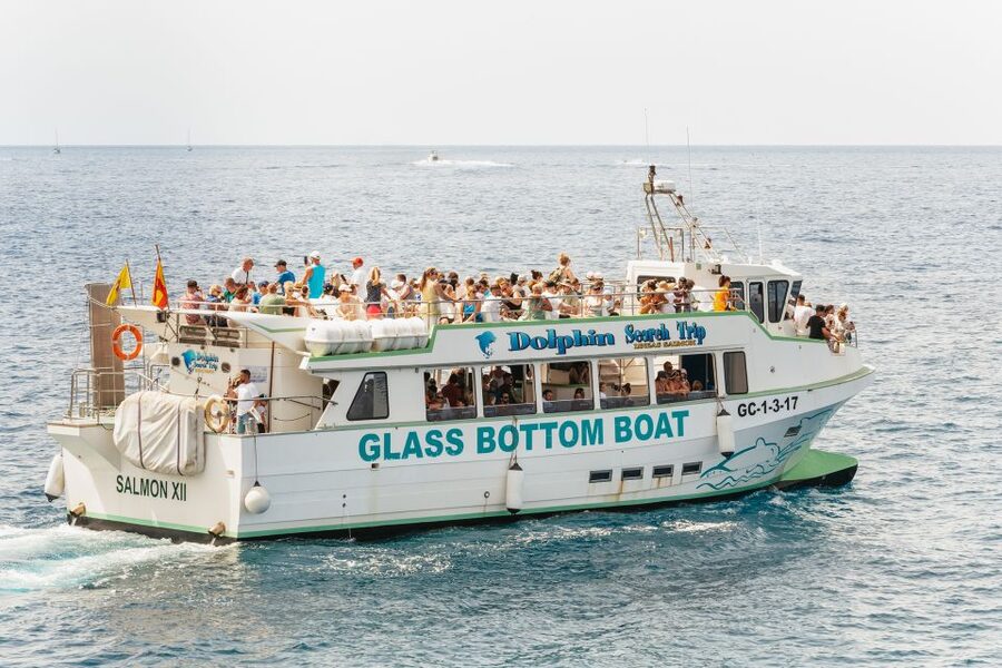 Gran Canaria: Dolphin and Whale Watching Cruise - Price and value: what $41 buys you, plus the voucher safety net