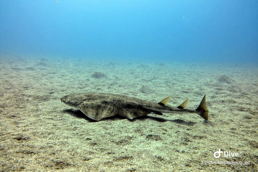 Gran Canaria: Try Scuba Diving for Beginners - Your guided underwater session: what you’ll likely see