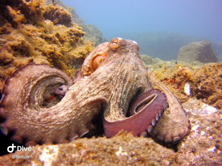 Gran Canaria: Try Scuba Diving for Beginners - Who this is best for, and who should skip it