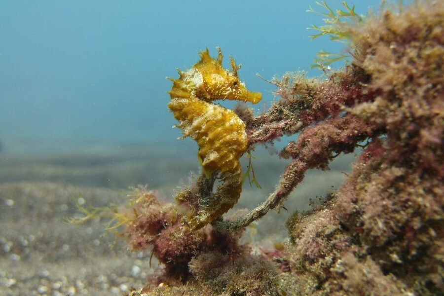 Gran Canaria: Try Scuba Diving for Beginners - Practical tips: what to bring, what to plan, and how to avoid stress