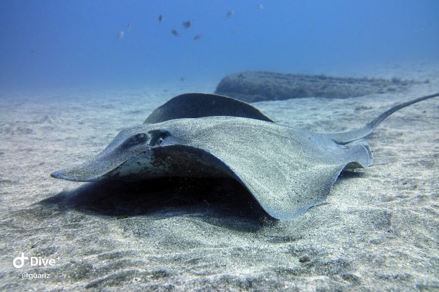 Gran Canaria: Try Scuba Diving for Beginners - Should you book this beginner scuba try-out in Gran Canaria?
