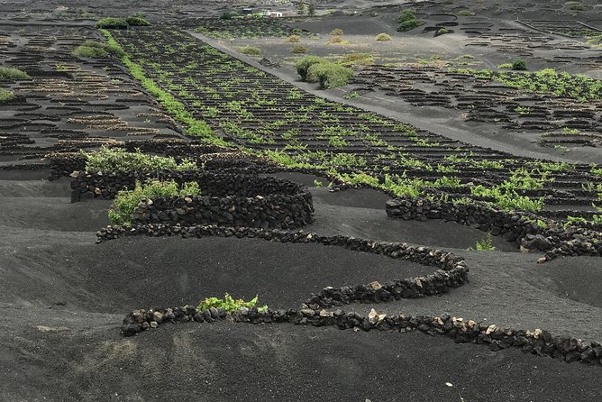 Grand Tour Lanzarote Experience : The Landscape Footprint - Cactus Garden in Guatiza: More Than a Pretty Walk