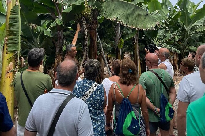 Guided tour of the Banana World - Key highlights to notice before you go
