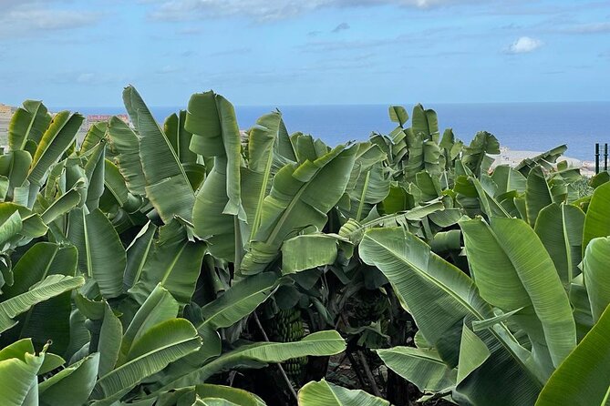 Guided tour of the Banana World - The restored 1804 Canarian house: why it matters