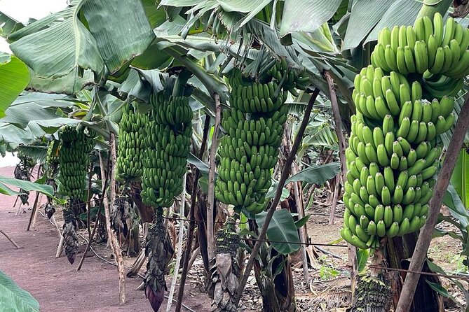 Guided tour of the Banana World - Price and logistics: great value, but group size can affect your comfort