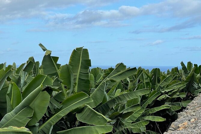 Guided tour of the Banana World - Where to meet on Cam. del Laurel, 7, and how to not miss the start