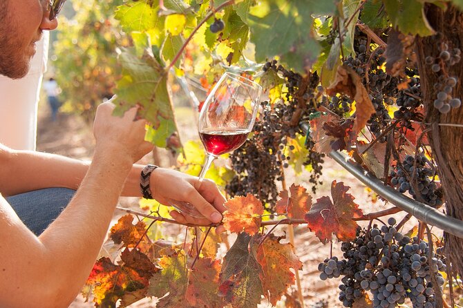 High-End Vineyard Escape: Cava, Tapas & Wine | Private Tour - The lunch-and-tapas flow (and why it works for wine)