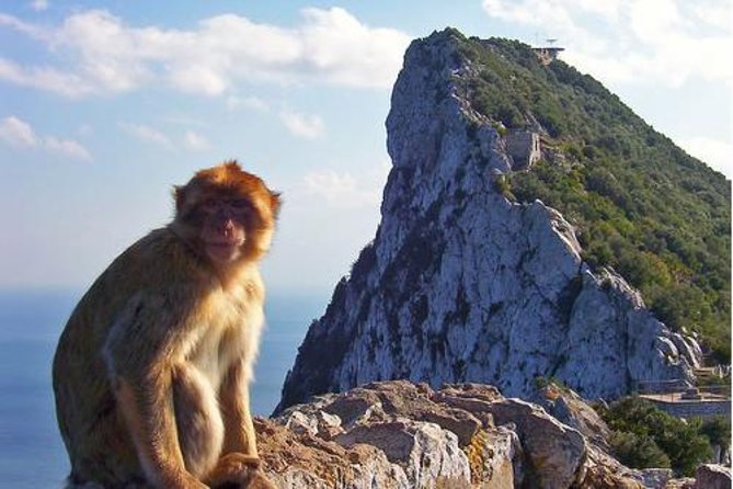 Historic Gibraltar Rock and St Michael's Cave Tour from Seville - Barbary apes at Ape’s Den: fun, but treat it like wildlife