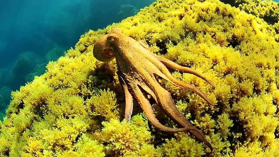 Ibiza: Snorkeling and SUP Paddle, Beach and Cave Tour - The west coast cruise: what you get before you even gear up