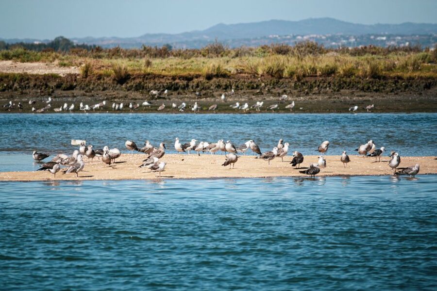 Isla Cristina/Isla Canela: Boat Trip Through the Marshes - Price and value: where $16 actually makes sense