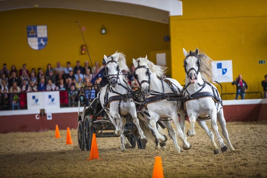 Jerez: Yeguada de la Cartuja Carthusian Horses Tour - Key highlights you should plan around
