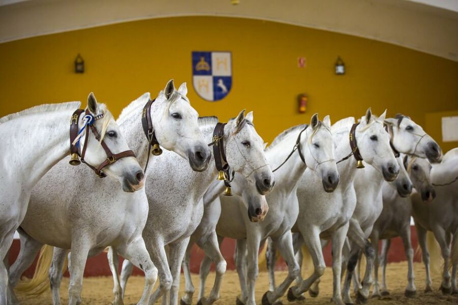 Jerez: Yeguada de la Cartuja Carthusian Horses Tour - Why Jerezs Cartuja stud farm feels like a living classroom