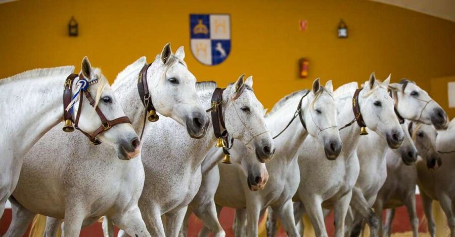 Jerez: Yeguada de la Cartuja Carthusian Horses Tour - Free-running colts, mares, and stallions: what you’ll really see